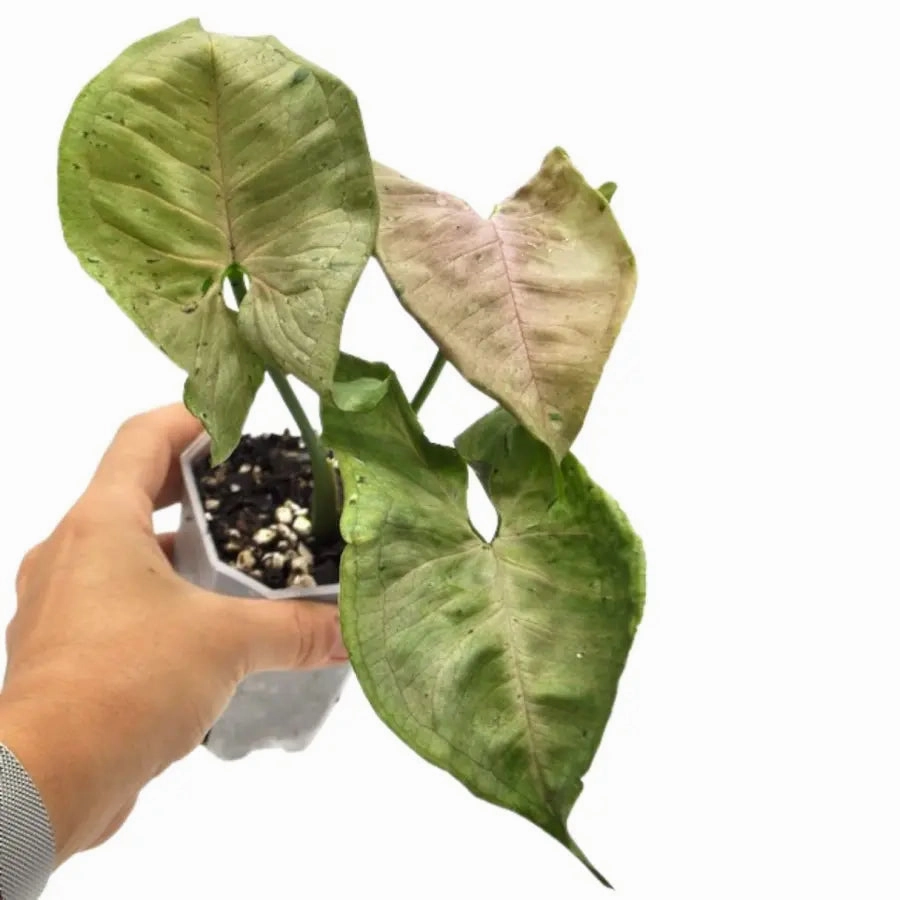 Syngonium Green Splash