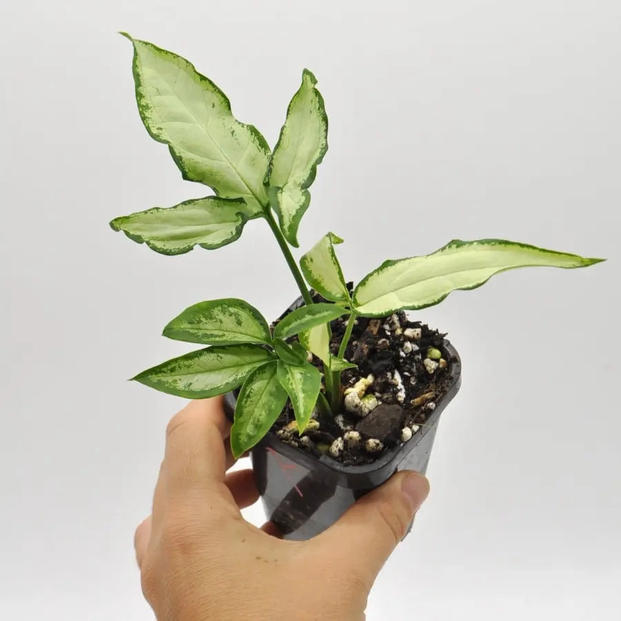 Syngonium little star