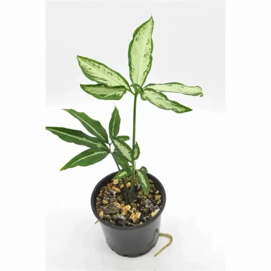 Syngonium little star