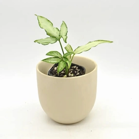 Syngonium little star large flower pot  