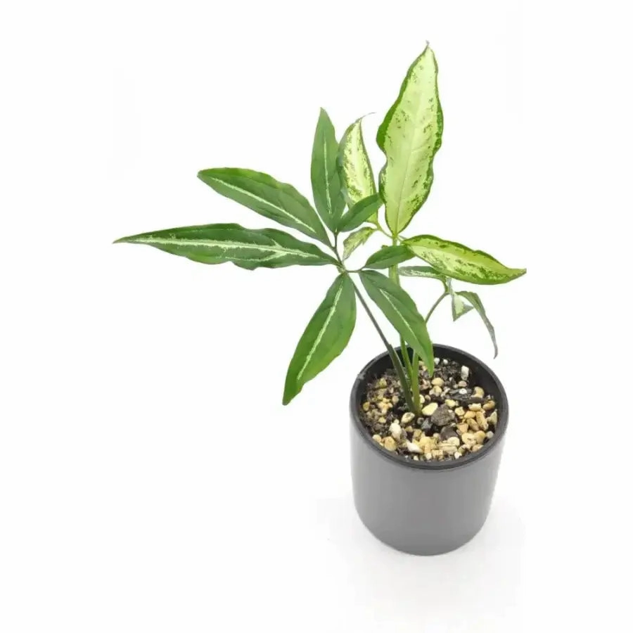 Syngonium little star