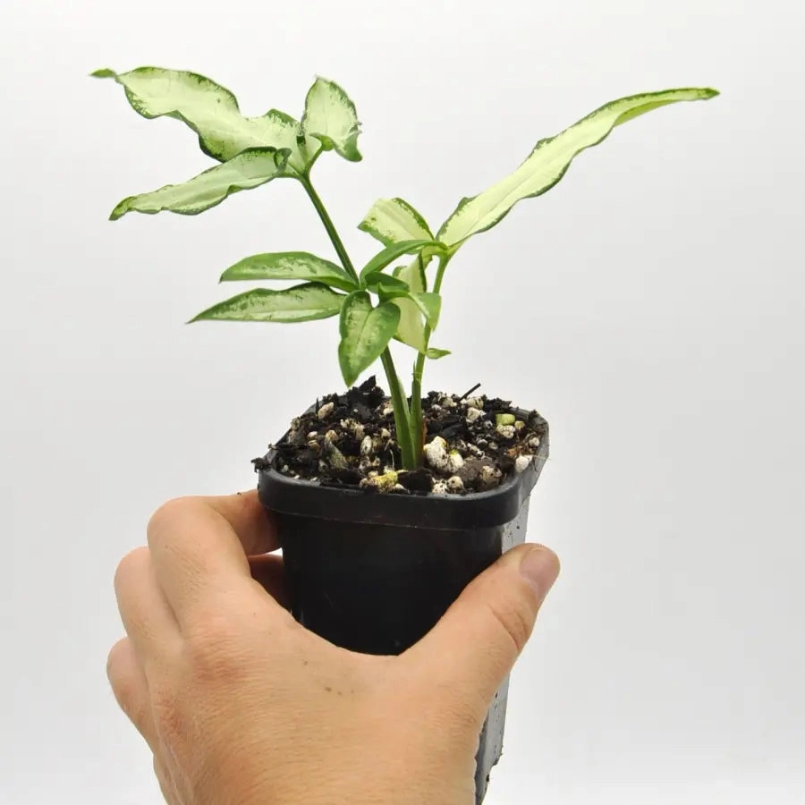 Syngonium little star
