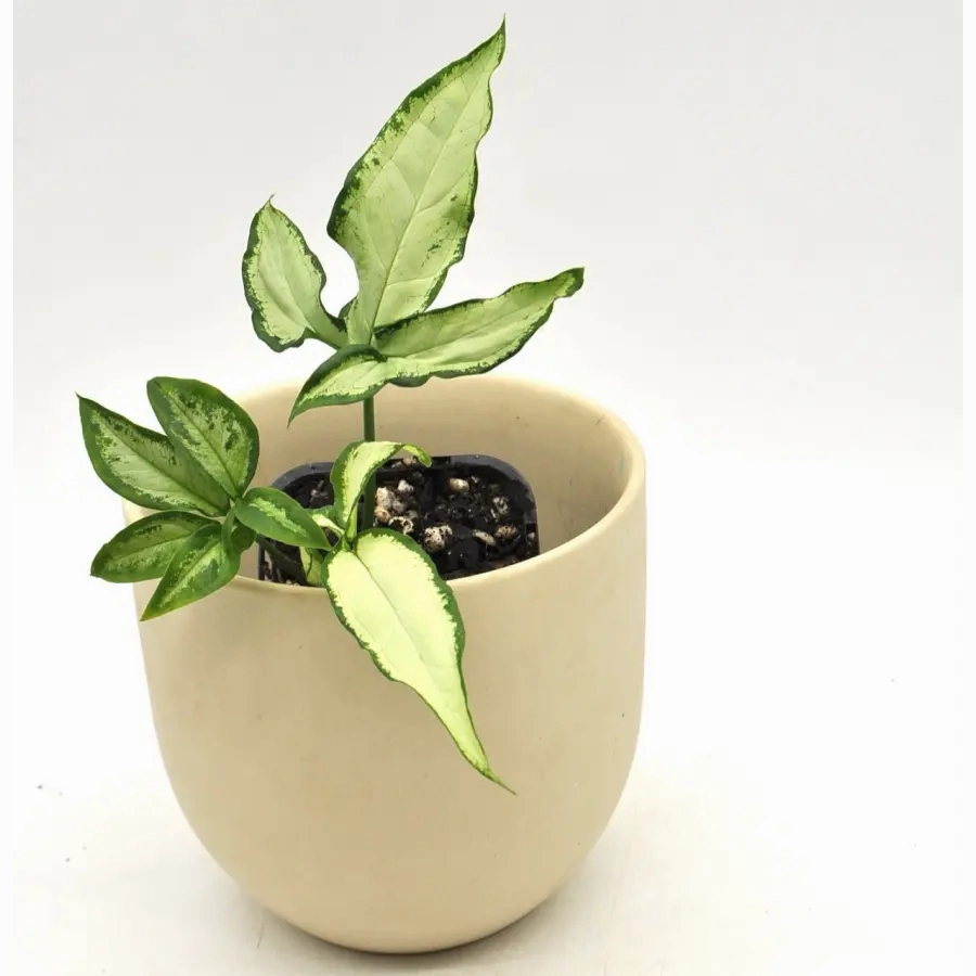 Syngonium little star
