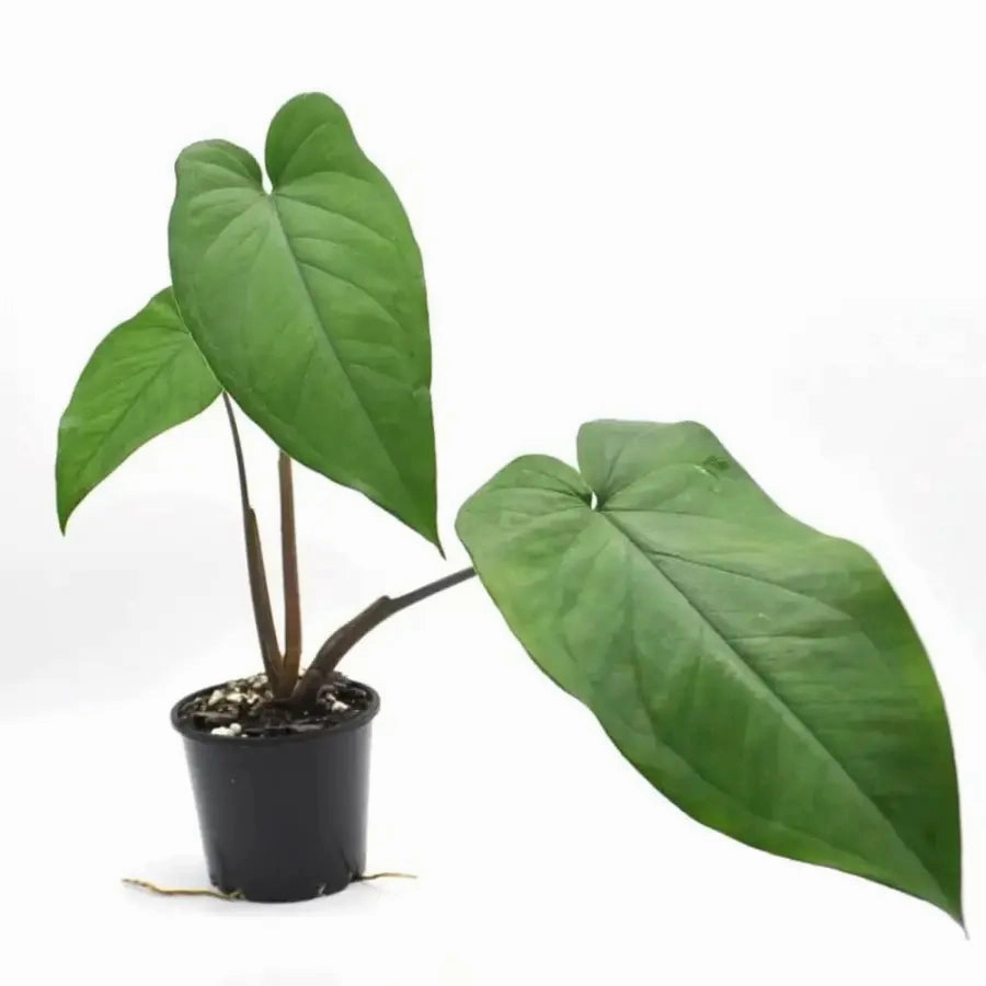 Syngonium Macrophyllum purple stem