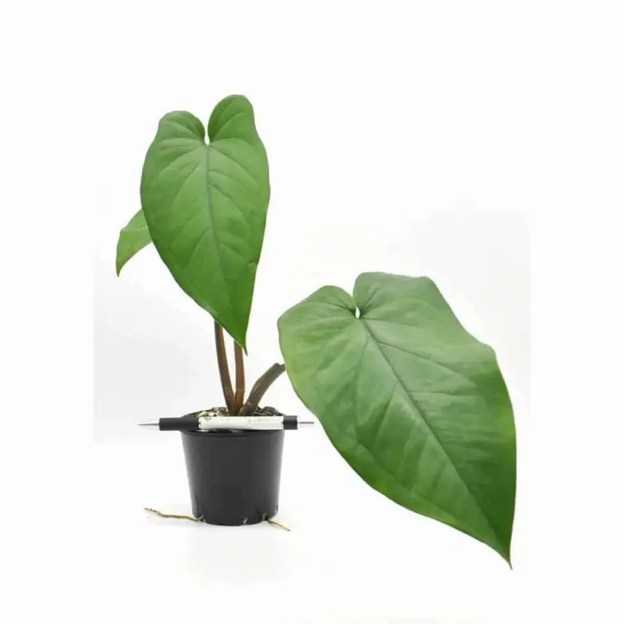 Syngonium Macrophyllum purple stem