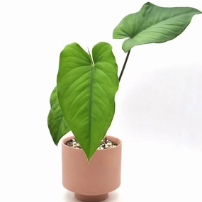 Syngonium Macrophyllum purple stem large flower pot  