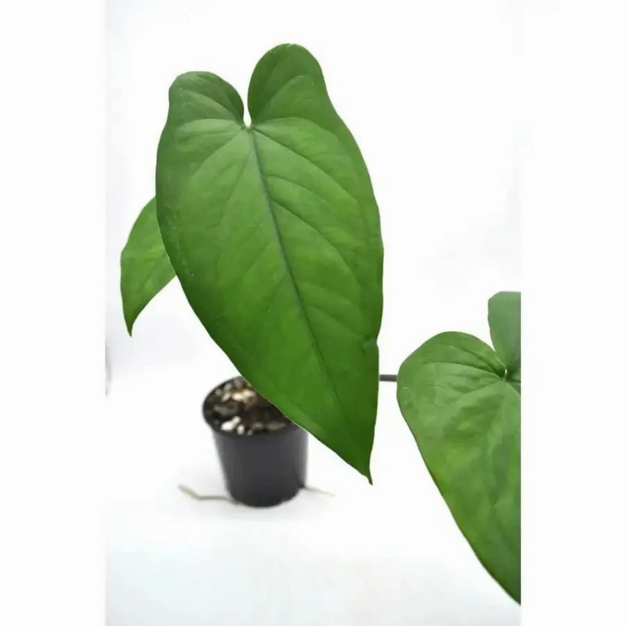 Syngonium Macrophyllum purple stem