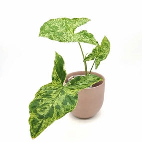 Syngonium Mojito large flower pot  