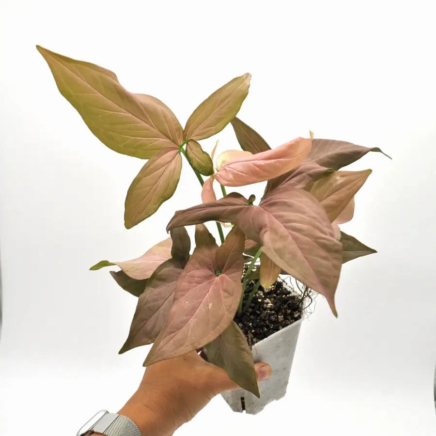 Syngonium Orm Nak (noID)