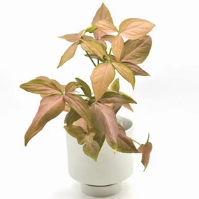 Syngonium Orm Nak (noID) large flower pot  
