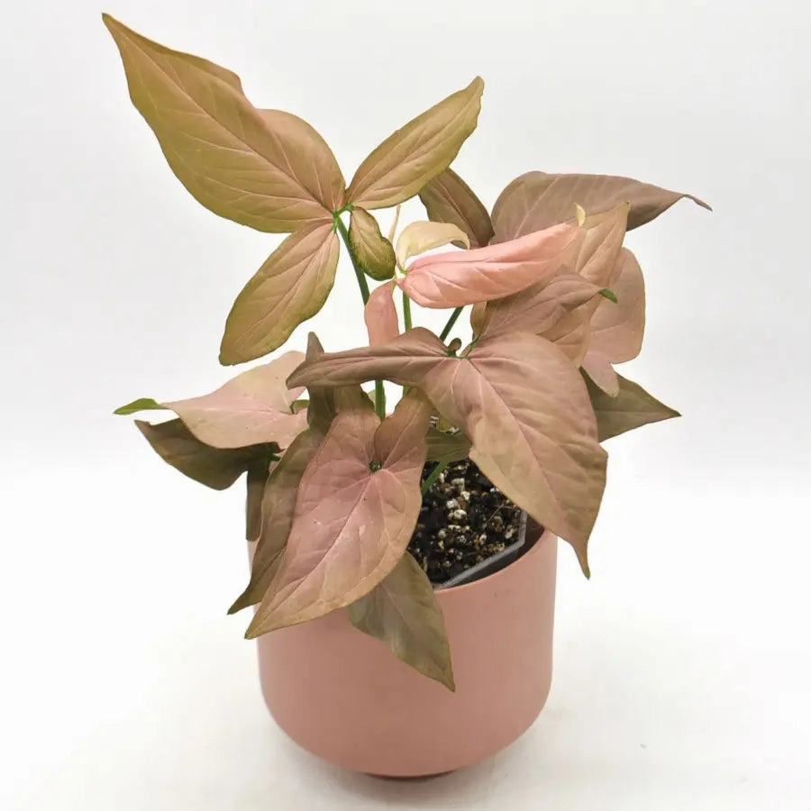 Syngonium Orm Nak (noID)