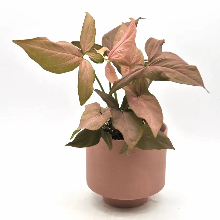 Syngonium Orm Nak (noID)