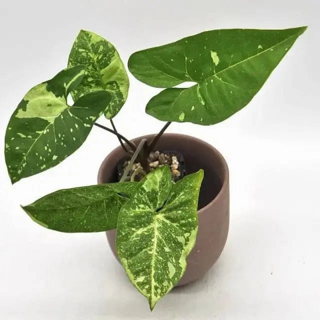 Syngonium Panda
