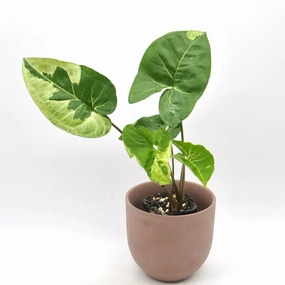 Syngonium Panda large flower pot  