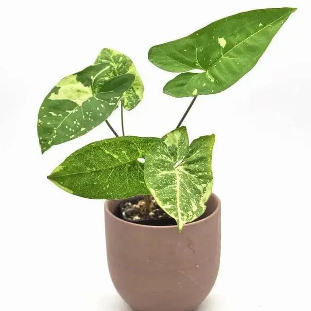 Syngonium Panda