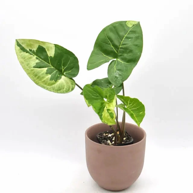 Syngonium Panda large flower pot  