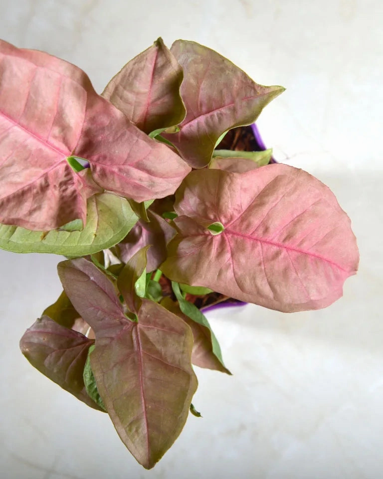 Syngonium Pink Plant