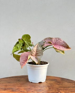 Syngonium Pink Plant medium flower pot  