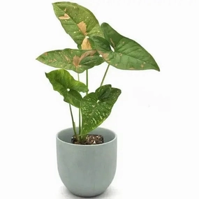Syngonium Pink Splash large flower pot  