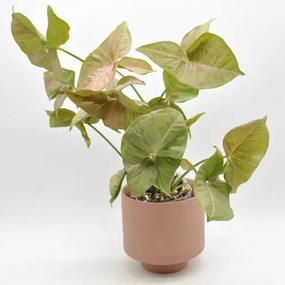 Syngonium Pink Spot (non TC) large flower pot  