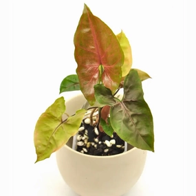 Syngonium podophyllum 'Maria' large flower pot  