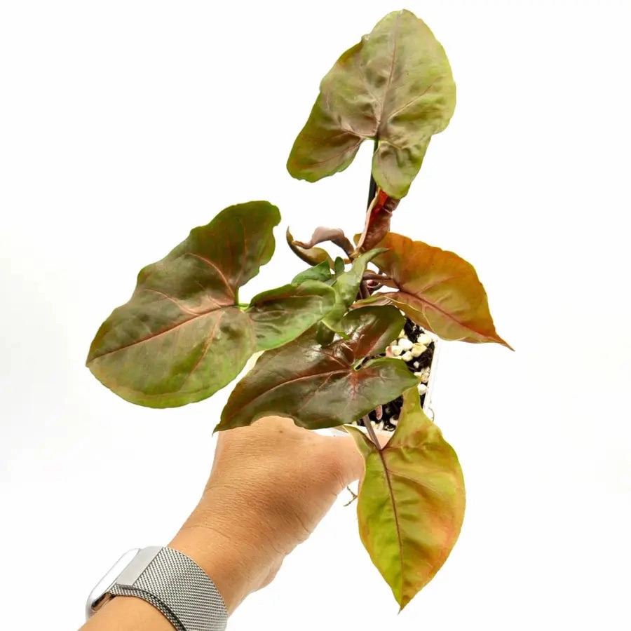 Syngonium podophyllum 'Maria'