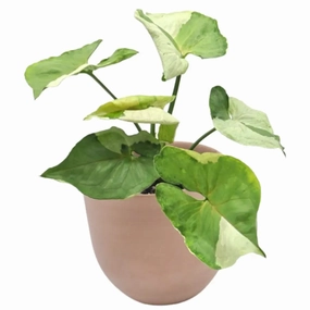 Syngonium podophyllum T24 large flower pot  