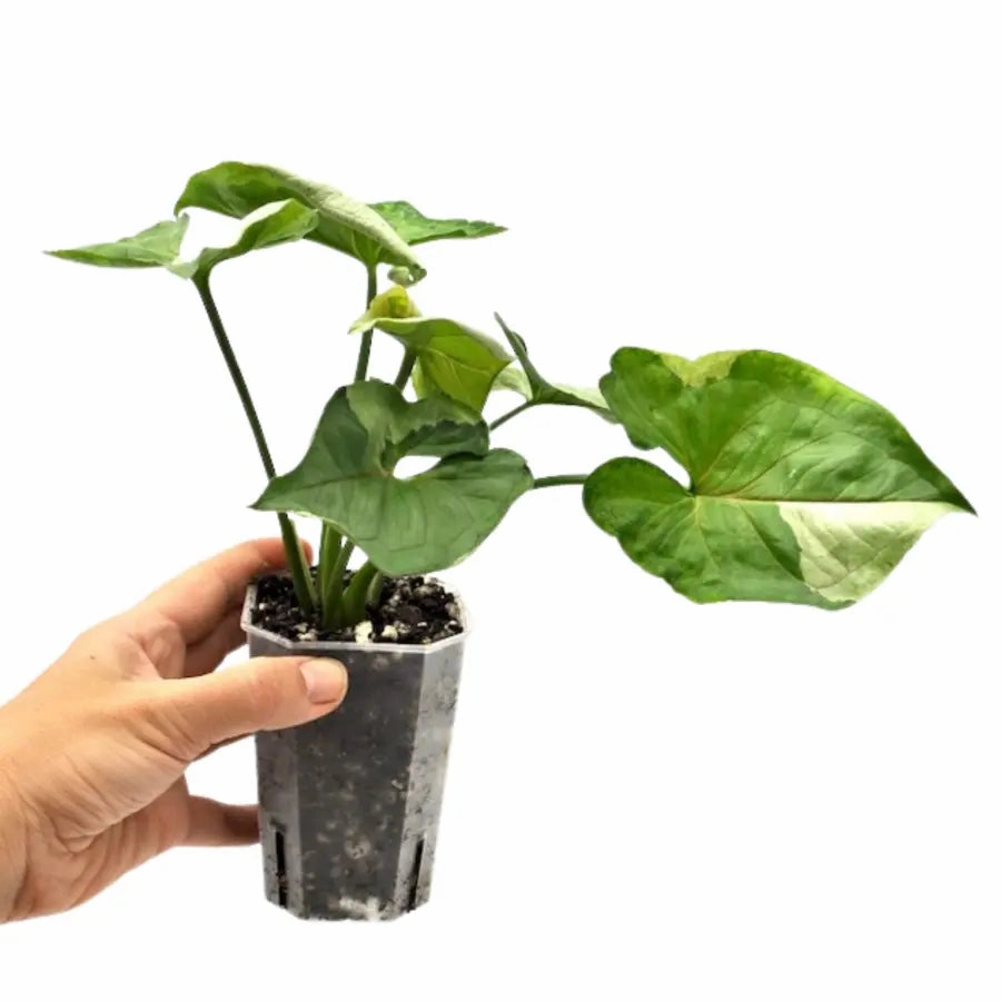 Syngonium podophyllum T24
