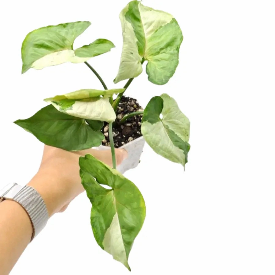 Syngonium podophyllum T24