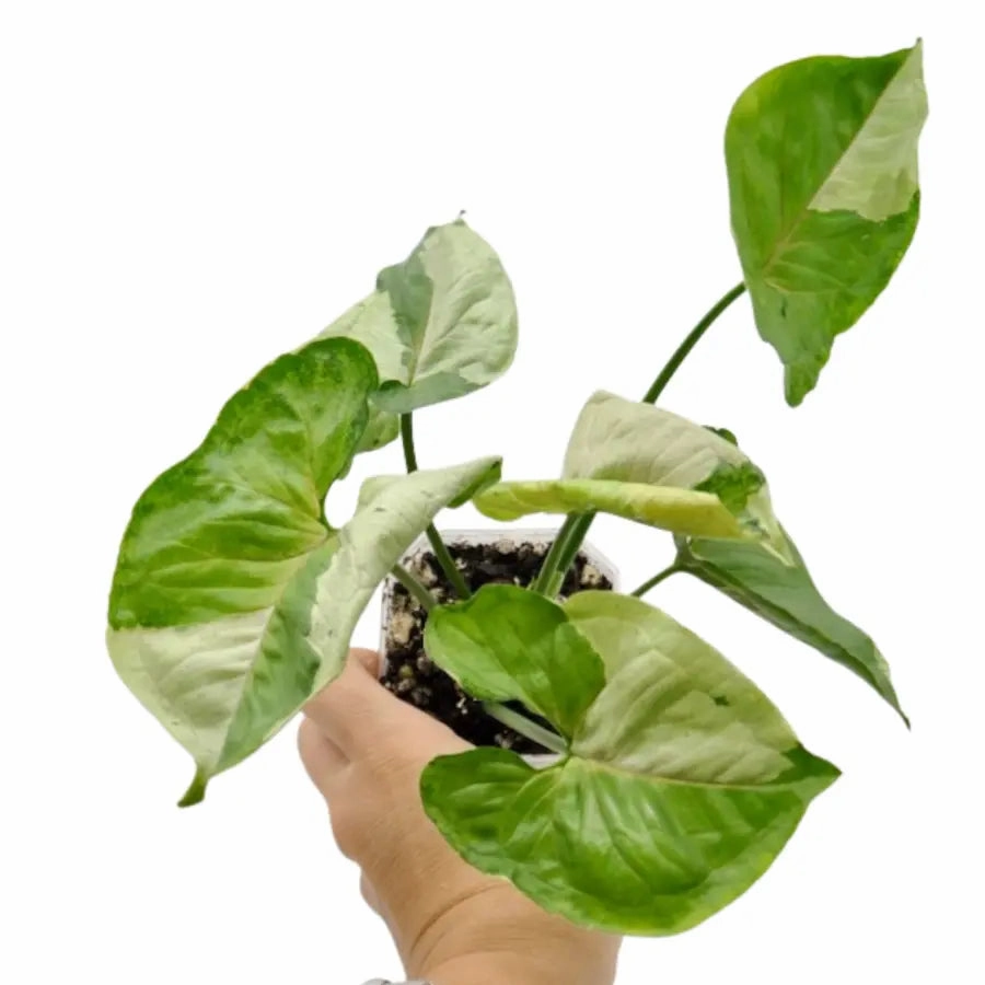 Syngonium podophyllum T24