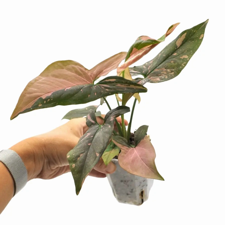 Syngonium Red Spot (non TC)