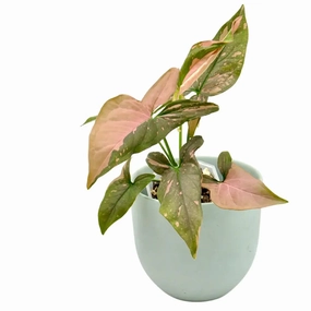 Syngonium Red Spot (non TC) large flower pot  
