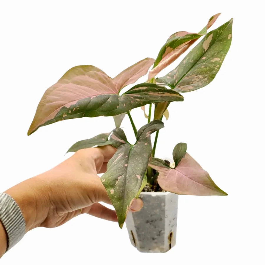 Syngonium Red Spot (non TC)