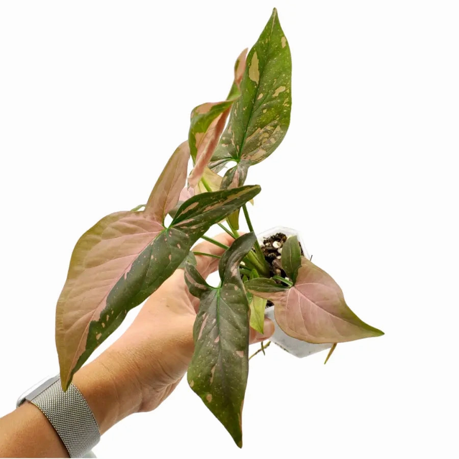 Syngonium Red Spot (non TC)