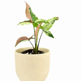 Syngonium Red Spot Tricolour large flower pot  