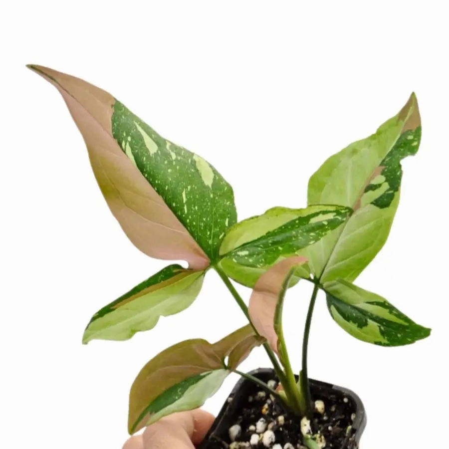 Syngonium Red Spot Tricolour
