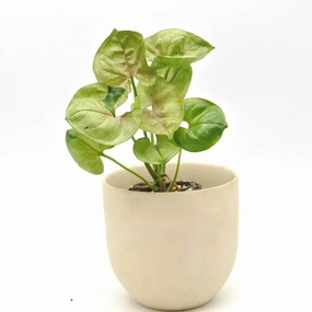 Syngonium Roxanne large flower pot  