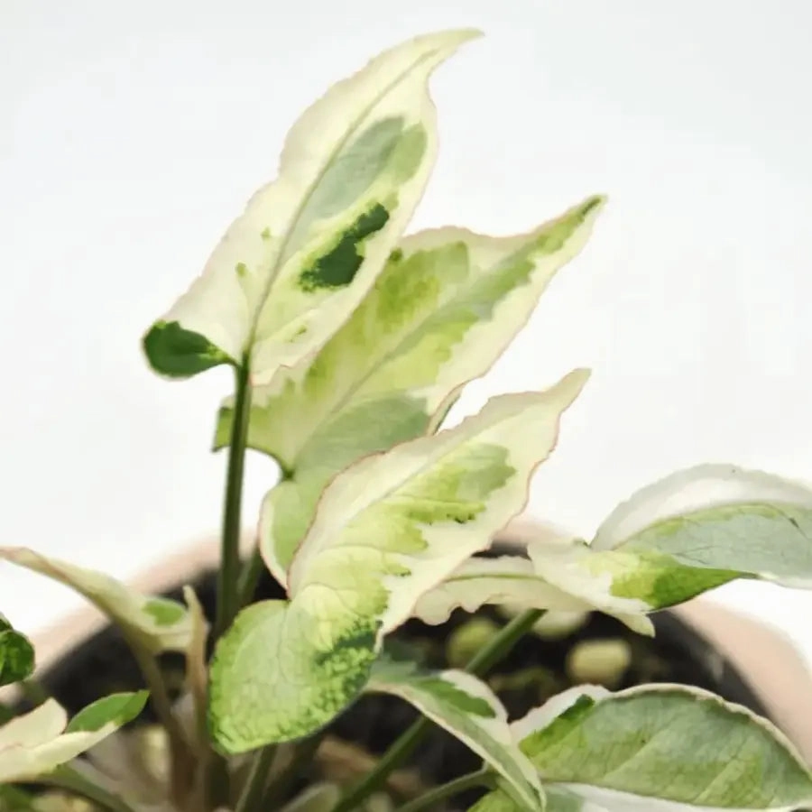 Syngonium Starlite