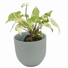 Syngonium Starlite large flower pot  