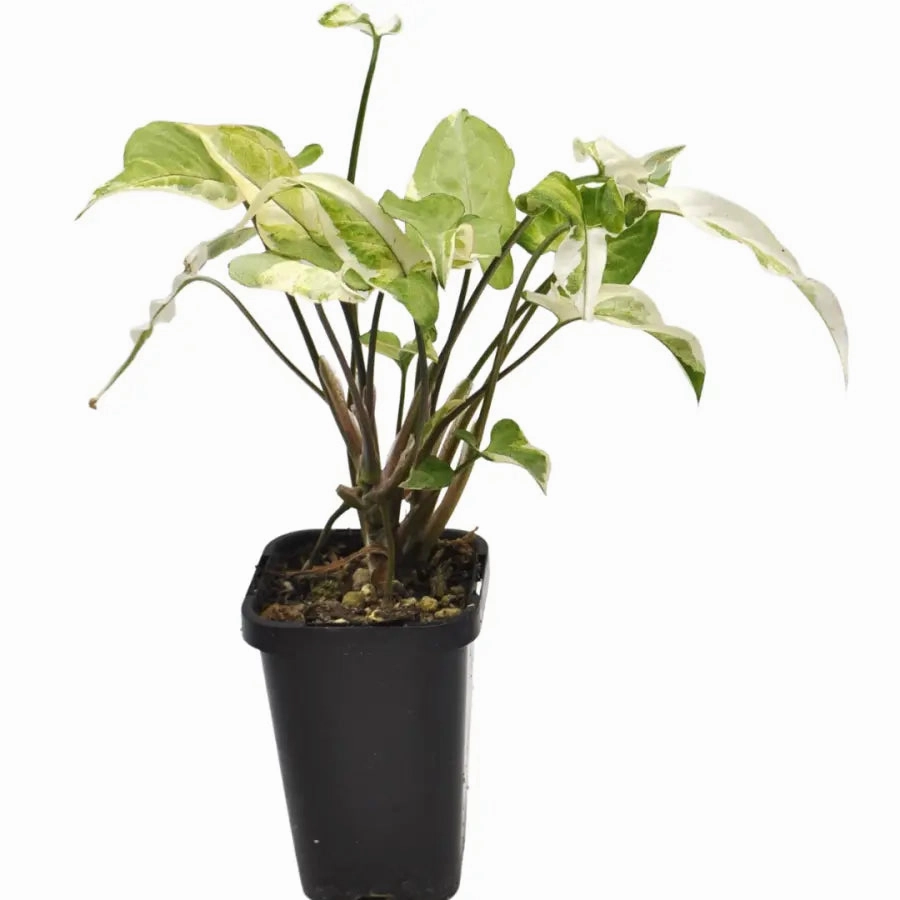 Syngonium Starlite