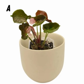Syngonium Strawberry Ice large flower pot  