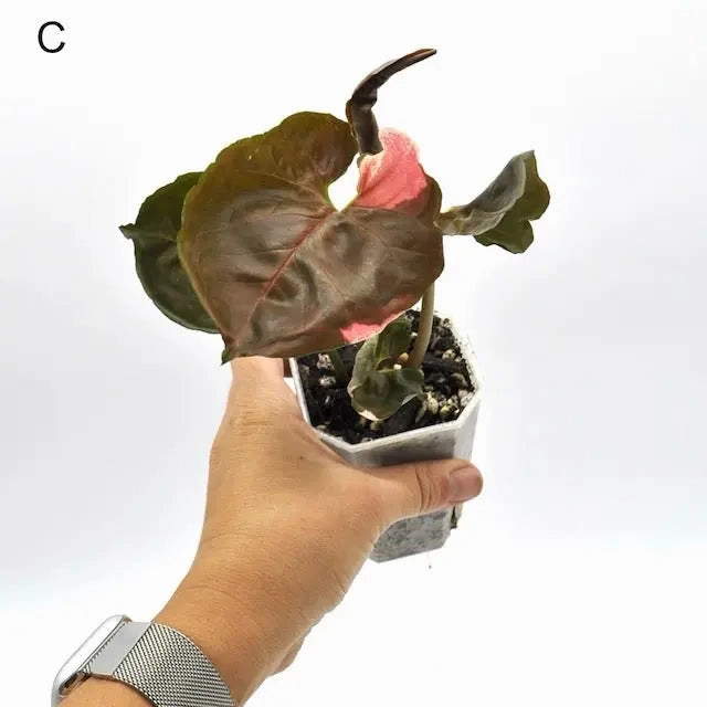 Syngonium Strawberry Ice
