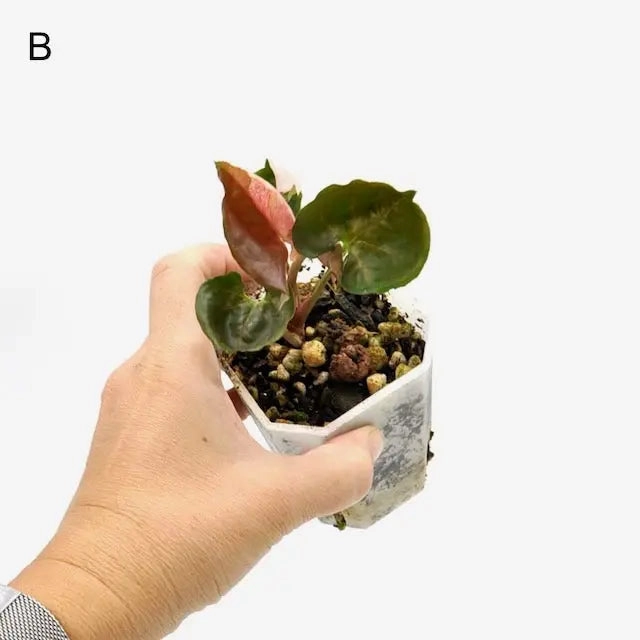 Syngonium Strawberry Ice