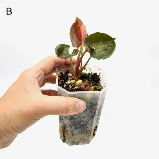Syngonium Strawberry Ice