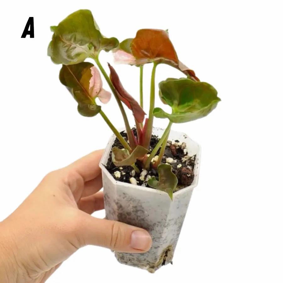 Syngonium Strawberry Ice