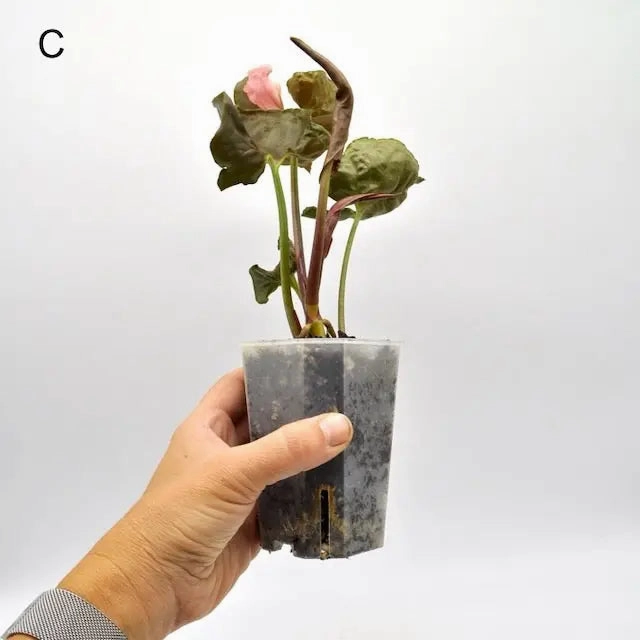 Syngonium Strawberry Ice