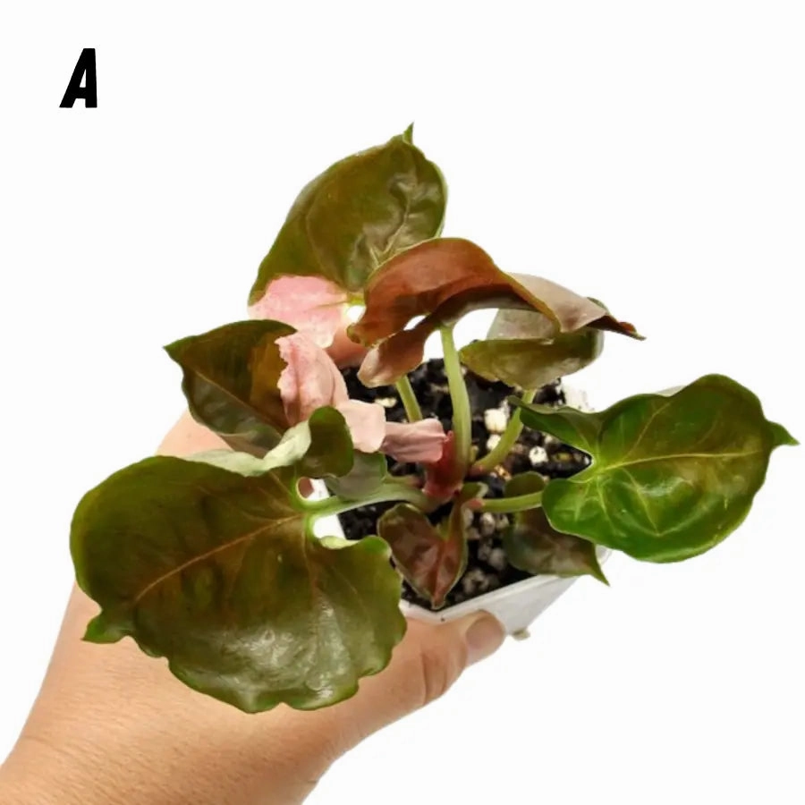 Syngonium Strawberry Ice