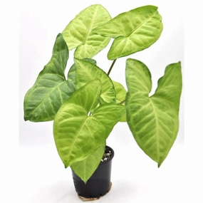 Syngonium white butterfly large flower pot  
