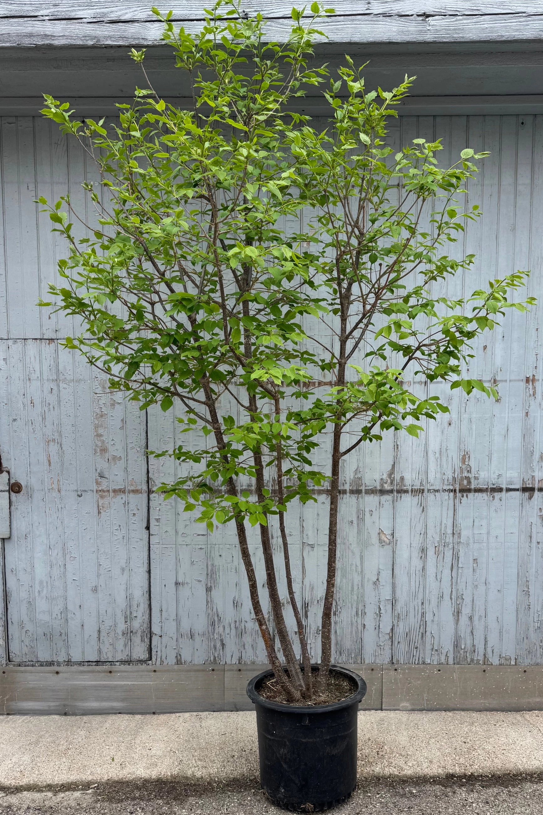Syringa r. Japanese Lilac Tree #10 decorative flowerpot  
