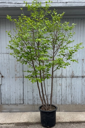 Syringa r. Japanese Lilac Tree #10 decorative flowerpot  